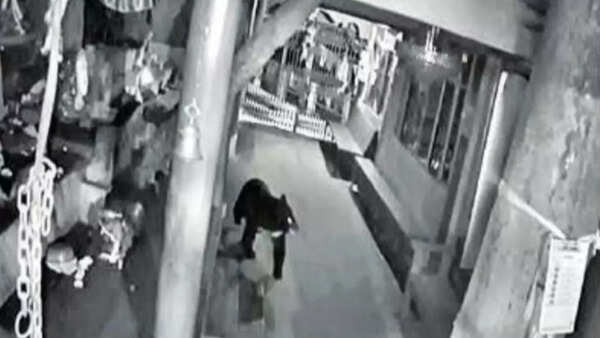 Darjeeling: Bear gatecrashes Tiger Hill temple in search of food