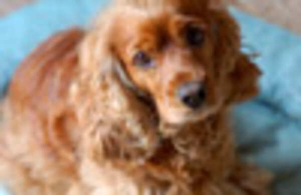 My pup is ‘clock-wise’!