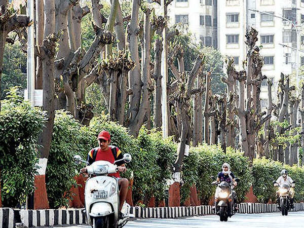 About 450 silk cotton trees ritually trimmed in Adajan