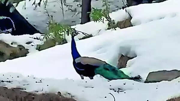 Peacocks at 6,000ft spark concerns over climate change impact