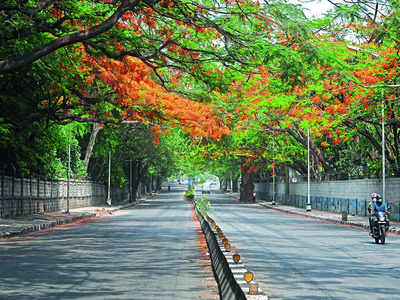 Touchwood! Tree census off to a start