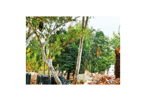Green cover wiped out to make way for babus' villas