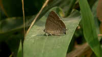 Uttarakhand: Butterfly zone new attraction at Nandhaur Wildlife Sanctuary 