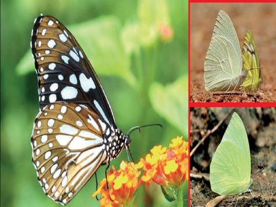 Butterfly high in Bengaluru