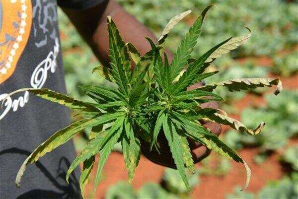 Growing ganja at home on the rise in Kochi