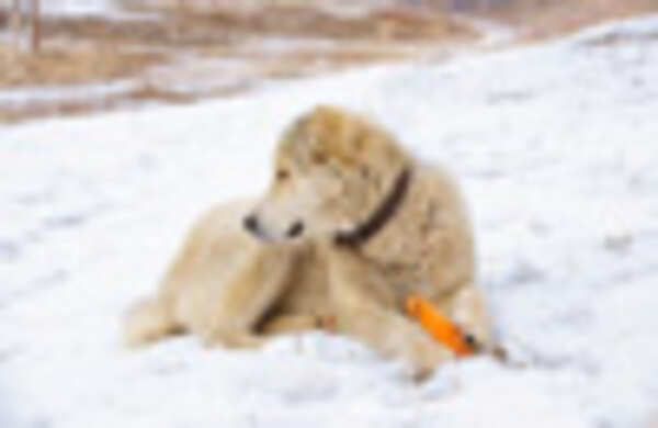 It's a green diet for dogs too