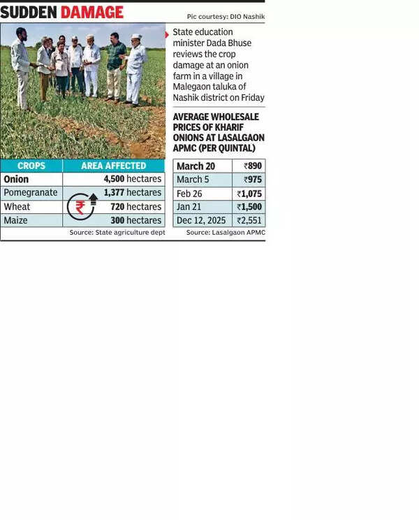 Unseasonal rains hit 4,500 ha of summer onion crops in Nashik