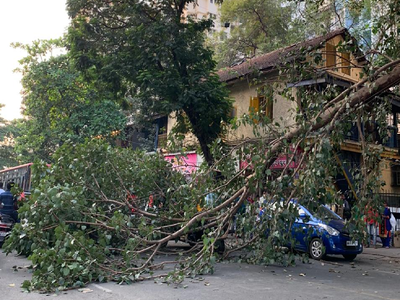 Thane: Tree branch falls on four in Naupada; woman gets 12 stitches on head