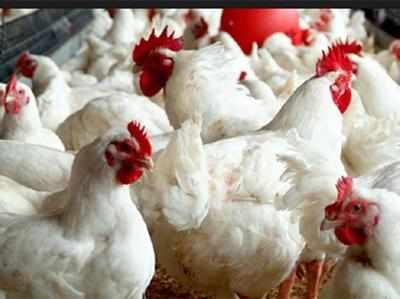 Stop giving antibiotics to chicken, people at risk: Law panel