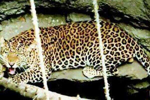 Leopards still on prowl in Morni