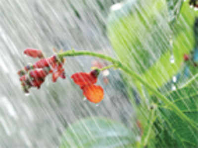 The greenskeeper: The monsoon garden