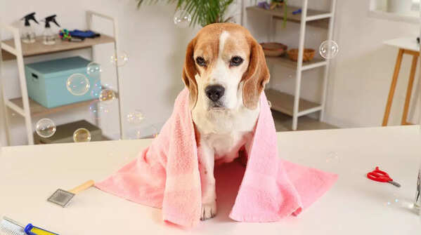 Grooming and shedding