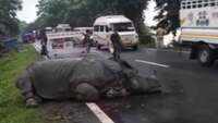 Assam floods: Worn-out rhino rests on highway outside Kaziranga National Park 