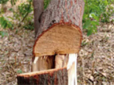Sandalwood trees axed, again