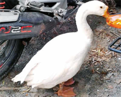 Birdbrained AP cops arrest, punish goose