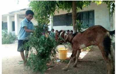 Telangana: Teachers allow sheep in school to make dropout boy attend classes