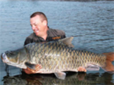 The delightful hump-back mahseer is on the brink of extinction