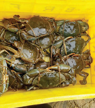 Big demand in Asian nations for M’luru’s mud crabs