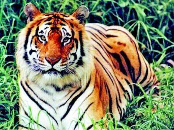 Tourists report second sighting of tiger at Tillari