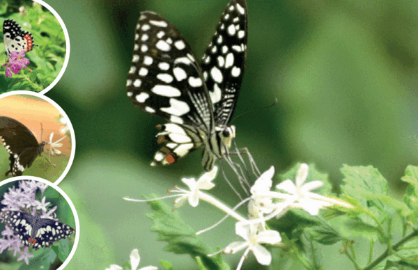 The butterflies have landed