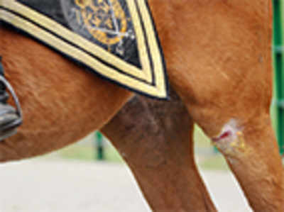 As guv lauded vets, police horses stood bleeding
