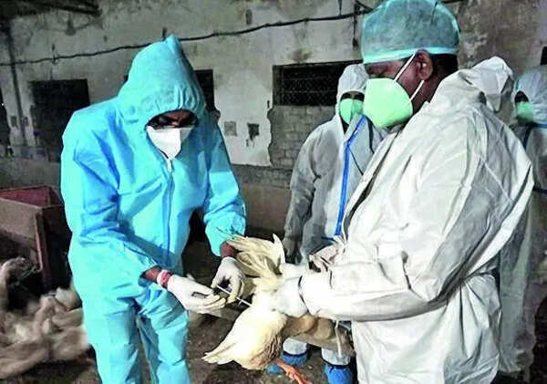 Central team likely to visit bird flu-hit Nandurbar next week; demand for local lab grows
