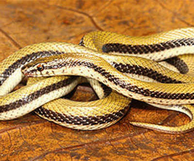 It took 7 yrs to discover snake found in Gujarat