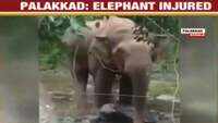 Another elephant found grievously injured in Kerala’s Palakkad 