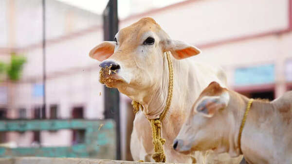 West Bengal govt bans cow slaughter without valid certificate