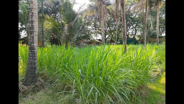 Farmers in Goa turn to climate-resilient fodder crops as temperature gets warmer