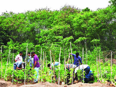 BSF Karahalli campus grows greener with 400 native trees