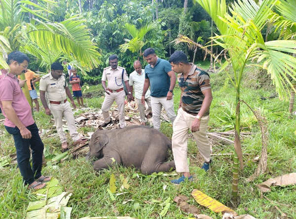 Elephant calf found dead on farmland in Sullia, tusker attack suspected