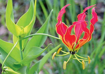 The greenskeeper:Glory Lilies