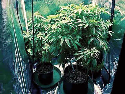 Chembur resident arrested for growing ganja at his friend's house using advanced technology