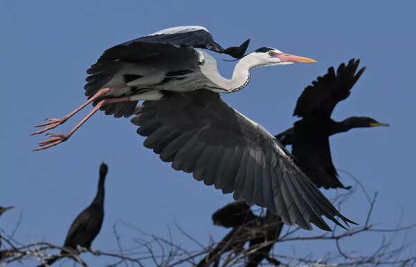 Birders x Migratory birds: THE ANNUAL MEETUP