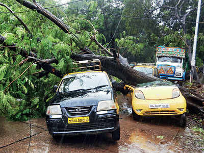 BMC approved cutting of nearly 500 trees