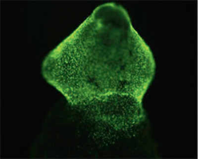 Zebrafish heart regeneration holds key to healing our hearts