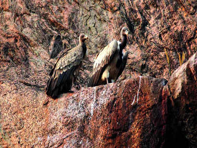 Ramadevara Betta hosts rare vulture nesting