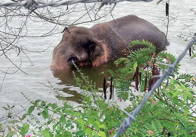 Do we pray to Ganesha, or prey on him?