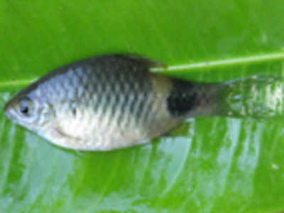 New species of fish discovered in Kudremukh National Park