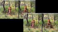 Watch: Fierce fight between two tigers in forest 