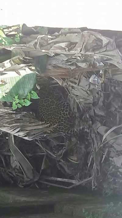 Leopard injures 20 people in a town in North Bengal