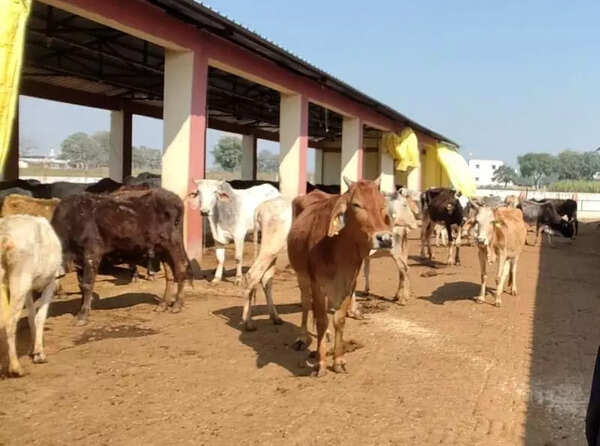 35 gaushalas safe shelter for 5,000 cows in Kashi region