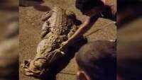 Watch: Crocodile rescued in Gujarat’s Vadodara 