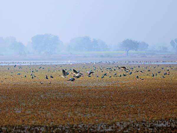 Smog and shrinking wetlands keep migratory birds away from Noida
