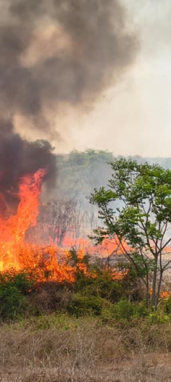 Nilgiris Forest Fire: How Exotic Tree Removal and New Tech Prevent Future Blazes