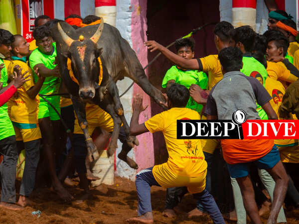 Jallikattu upheld by Supreme Court: Why political parties want this popular bull-taming sport to stay 