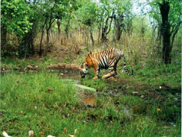 Roar of tigers fall silent in Kawal: No big cats for 2nd time in decade