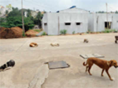 Bangalore's first pet crematorium ready