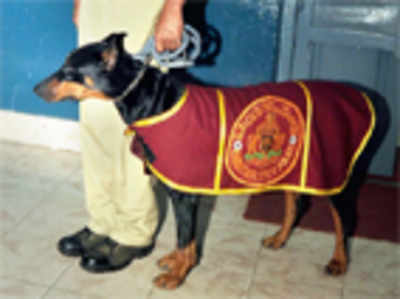 Cancer-struck city canine bags silver medal in all-India police meet